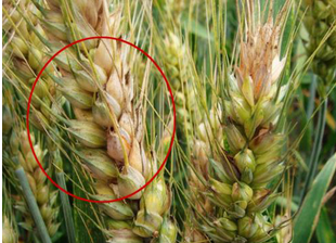 食品中真菌毒素的檢測方法有哪些？