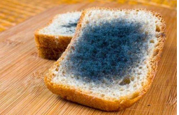 黃曲霉毒素對人體有哪些危害？