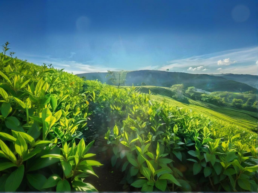 荼葉生產(chǎn)地配置了萊恩德農(nóng)藥殘留檢測儀，提升茶葉銷售市場