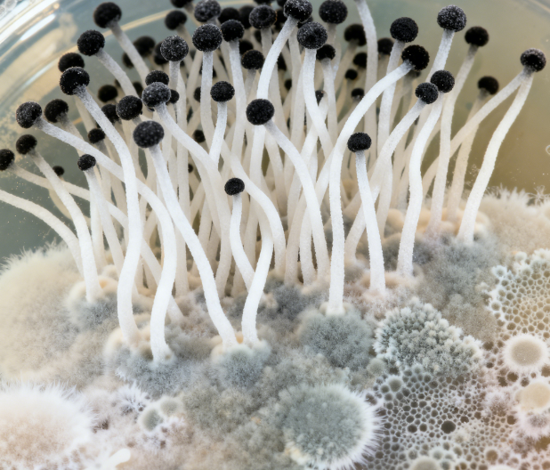 飼料原料冬季儲存風險升級，熒光定量真菌毒素檢測儀功能顯優(yōu)勢