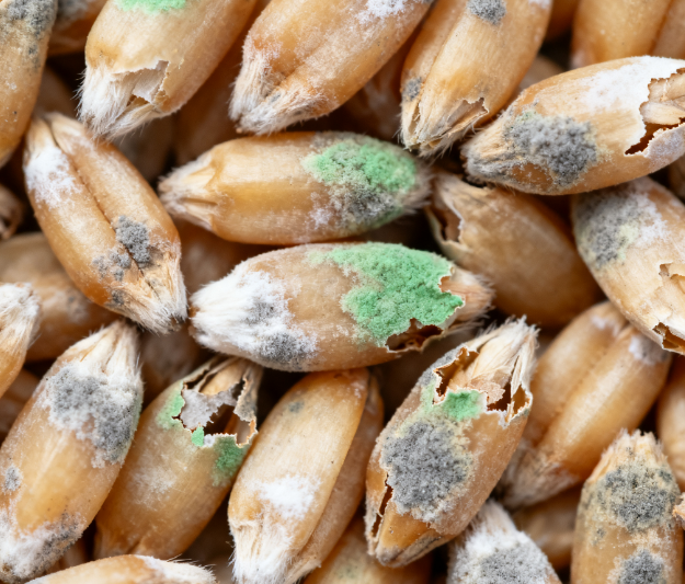 高校實(shí)驗(yàn)室用：LD-LZ1真菌毒素檢測儀，熒光定量技術(shù)適配教學(xué)科研